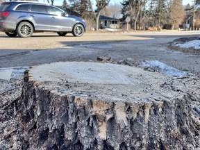 Stump left after crews cut down trees along Stony Plain Road in advance of LRT construction.