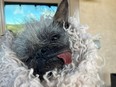 Mr. Happy Face, 18, is the reigning champion of the World's Ugliest Dog contest.