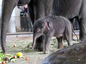 Pang Pha and baby Anchali at the Berlin Zoo in 2012. Pha has recently been peeling bananas.