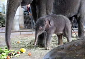 Pang Pha and baby Anchali at the Berlin Zoo in 2012. Pha has recently been peeling bananas.