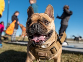 The park is within walking distance of every home and is the perfect place for pups to tucker themselves out while mom and dad visit with the neighbours. SUPPLIED