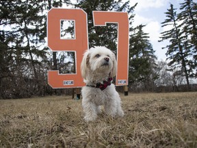 Cooper, the service dog, poses with a  giant wooden number 97 for Connor McDavid that has popped up on Groat Road near 87 Ave. to celebrate the appearance of the Edmonton Oilers in the NHL post season on April 20, 2023.
