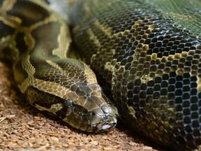 An Edmonton Valley Zoo employee was taken to hospital after being bitten by a Burmese python on Tuesday, April 18, 2023.