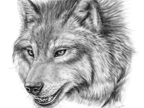 An artist's impression of a dire wolf (Canis dirus) is seen in an undated handout photo. A team from the ROM has used new technology to positively identify a fossil of a dire wolf which was found in Canada.