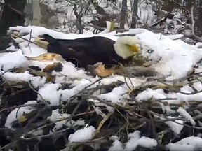 In this video screenshot from Minnesota’s EagleCam, an eagle hunkers down in its nest while being battered by strong winds in Ramsey County, Minn., April 2, 2023.