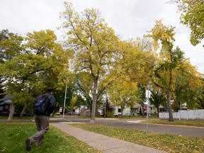 A man walks home past fall colours in the Bellevue neighbourhood in Edmonton, Alta., File photo.
