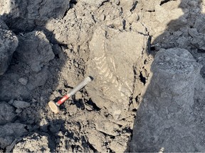 The fossilized tail of a plesiosaur, a marine reptile that lived 115 million years ago, at Syncrude's Mildred Lake oilsands site after it was found on March 12, 2023.