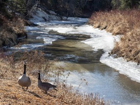 A pair of Canada geese forage beside the partially frozen creek in Whitemud Creek Park on April 18, 2023.