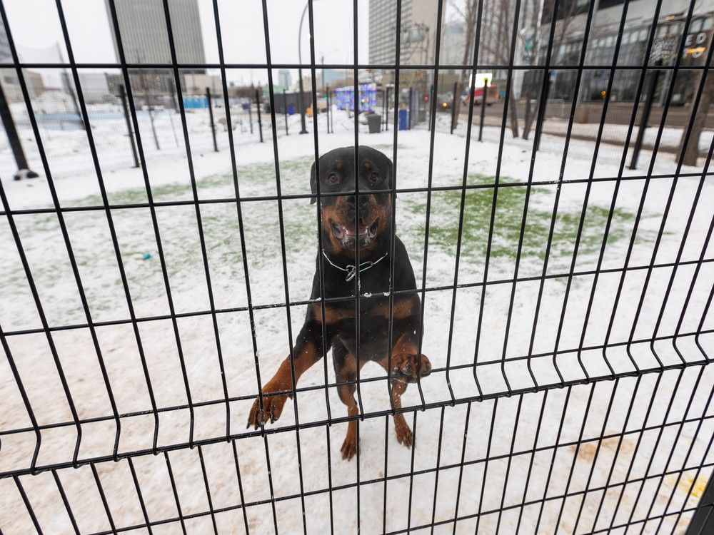 Off the chain Edmonton plans 19 popup dog parks this summer