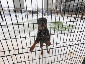 Dogs play in a fenced-in dog park near the Downtown Community Arena on Jan. 16, 2023, in Edmonton.