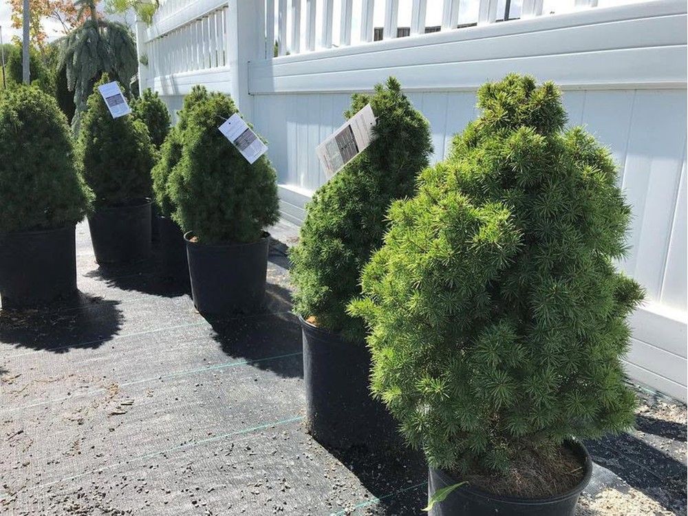 Dwarf Alberta Spruce. File photo