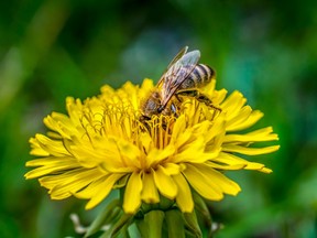 bee_dandelion_pollinator