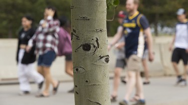 the trees have eyes