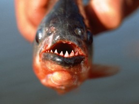 Despite possessing fearsome teeth, piranhas rarely attack humans.