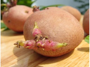 A chitted potato has eyes growing from it.