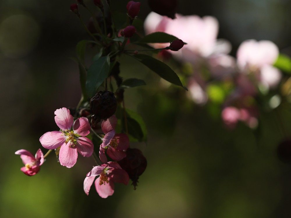 Tree blossoms in George F Hustler Memorial Plaza, 9815 95 St., in Edmonton Monday, May 15, 2023.