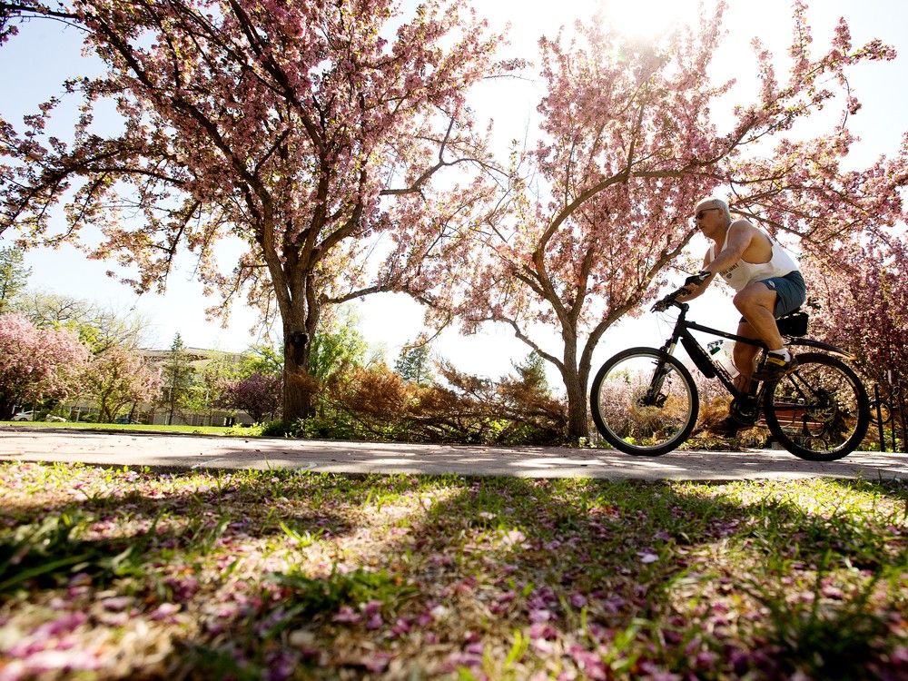 A cyclist makes their way past the blooming trees in George F Hustler Memorial Plaza, 9815 95 St., in Edmonton Monday, May 15, 2023.