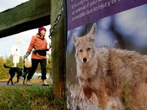 The City of Edmonton placed caution signs around Mill Creek Ravine Park in southeast Edmonton on Oct. 20, 2022, after recent reports of aggressive coyote behaviour in the area, including a coyote attack on a small dog who was taking a walk on leash with its owner.