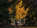 A tree along a trail in Forest Heights glows in the afternoon sun on  Oct. 26, 2022 in Edmonton. 