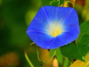 Morning glory flower