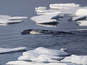 Narwhals swim between sea ice floating in the Canadian Arctic Archipelago in this July 22, 2017, file photo.