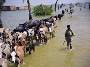 FILE - Victims of flooding from monsoon rains walk with their cattle after their flooded home in Sehwan, Sindh province, Pakistan, Sept. 9, 2022. A warming world is transforming some major snowfalls into heavy rain over mountains instead, somehow worsening both dangerous flooding like the type that devastated Pakistan last year as well as long-term water shortages, a new study found.