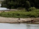 People sit on a sandbar and swim in the North Saskatchewan River near the Fort Edmonton Footbridge in Edmonton on Monday, June 5, 2023. Emergency crews are still searching for a 14-year-old boy who went missing on the North Saskatchewan River Sunday afternoon. 