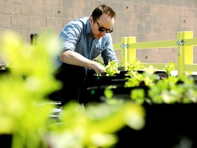 Kingsway Mall marketing manager Bo Tarasenko checks in on the mall's rooftop vegetable garden in Edmonton on Tuesday, June 6, 2023. The garden will be managed by urban agriculture experts at MicroHabitat and will grow 300 lbs of fruits, vegetables, and herbs over the course of the summer that will all be donated to Edmonton's Food Bank.
