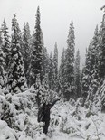 snow in Jasper