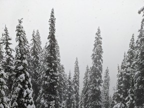 snow in Jasper
