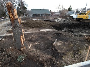 Tree stump at construction site
