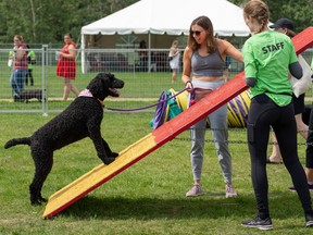 Kari Troy trys to coax Romee the Labradoodle throught the agility course at the Edmonton Humane Society’s annual Pets in the Park festival which is celebrating its 31st anniversary at Buena Vista Park on Sunday, June 25, 2023 in Edmonton. Greg Southam-Postmedia