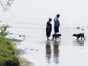 Dogs in water