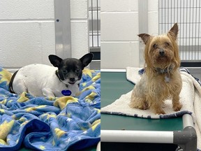 Two dogs abandoned at the Calgary Humane Society on Saturday, July 1, 2023.