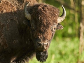 Male bison