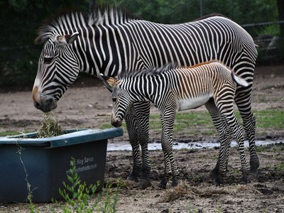 Edmonton Valley Zoo celebrates Grevy's zebra foal birth | Edmonton Journal