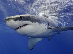 To better understand how sharks might be reacting to the drug, marine biologist Tom Hird and University of Florida environmental scientist Tracy Fanara recently carried out a series of experiments in Florida waters.