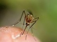 Mosquitoes have been carrying West Nile Virus in Canada since 2002, but cases remain low.