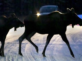 A moose and her calf walk in front of a car on Highway 1A near Baker Creek on Nov. 23, 2021.