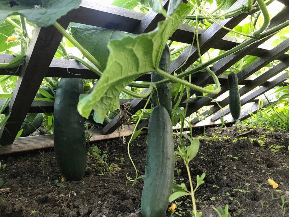Vining cucumbers