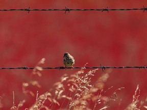 A song sparrow perches on a barbed-wire fence just outside of Calgary.
