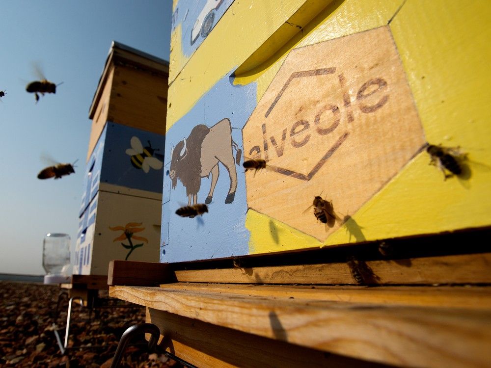 AMA abuzz over new rooftop bee colonies in Edmonton, Calgary Edmonton