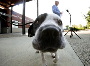 SPCA rescue