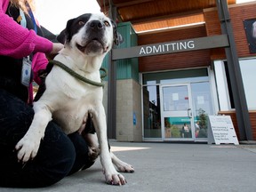 Dog shelter
