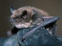 A species of bat known as a little brown myotis is shown in this undated handout photo.