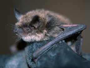 A little brown bat sits on a gloved hand