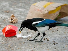 Fast food litter