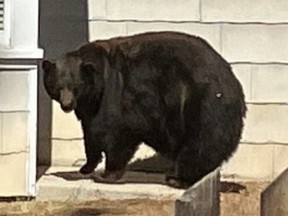 Hank the Tank, a 400-pound black bear, was captured, the state wildlife department announced.