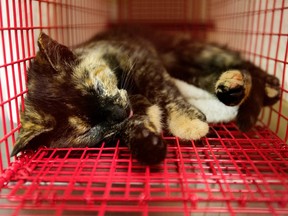 A feral cat recovers after being spayed at the Edmonton Humane Society on Thursday, Sept. 14, 2023.