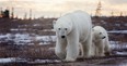 polar bears in Canada's arctic